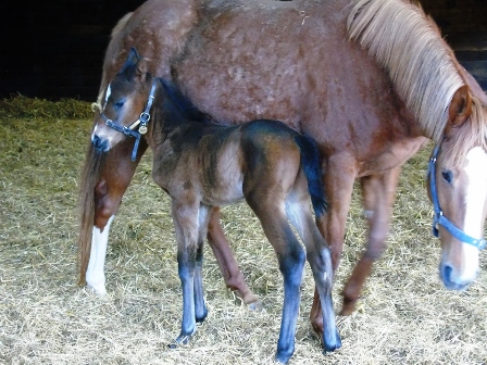 2018 colt by Camelot
